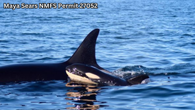 Center for Whale Research reports new orca calf in J Pod