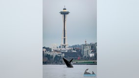 Photographs capture humpback whale's Seattle visit, breaching in waters in front of Space Needle