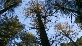 Initiative 2117 fails, WA voters reject bid to repeal Climate Commitment Act