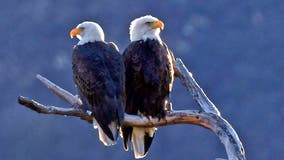 2 men charged with illegal killing of 3,600 birds, including bald and golden eagles, to sell