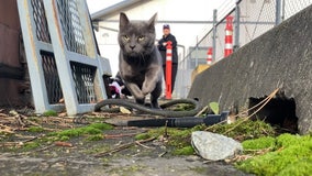 An inside look at Puget Sound's underreported overpopulation of feral cats