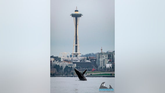 Photographs capture humpback whale's Seattle visit, breaching in waters in front of Space Needle