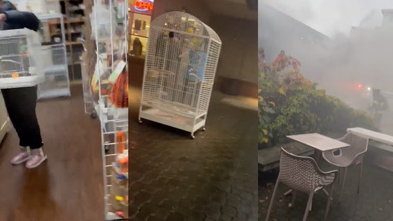 WATCH: Good Samaritans rescue parrots as firefighters knock out nearby business fire in Mercer Island