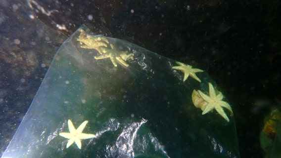 Sea Critter Rescue: Divers save thousands of creatures from certain death during Port Townsend jetty removal