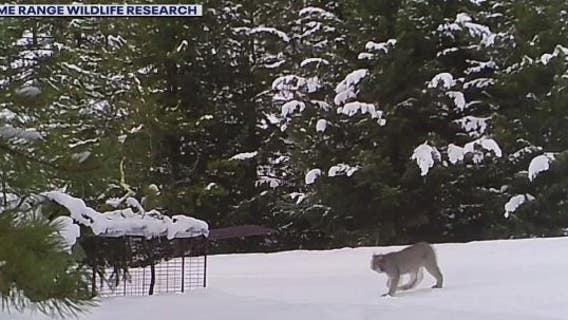 New recovery plan released for the less than 50 Canada lynx remaining in WA