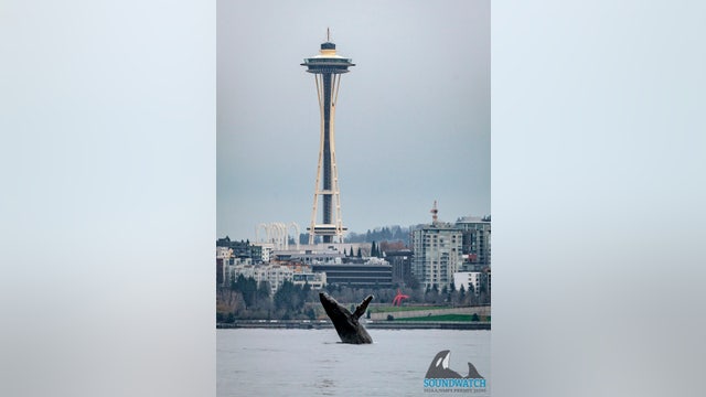 Photographs capture humpback whale's Seattle visit, breaching in waters in front of Space Needle