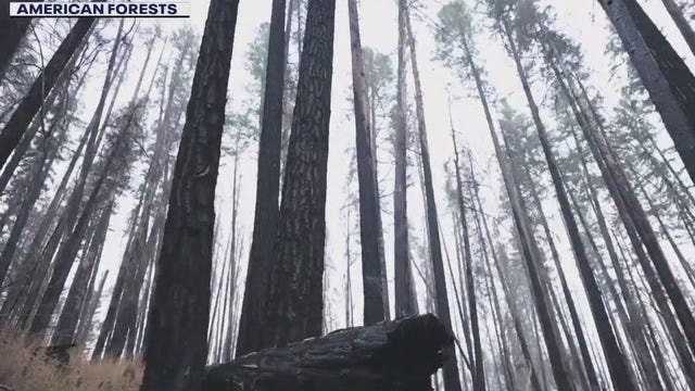 $20M agreement helping with reforestation efforts on burned Northwest forestlands