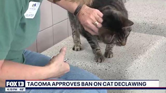 Tacoma becomes first city in Washington to ban cat declawing
