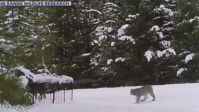 New recovery plan released for the less than 50 Canada lynx remaining in WA