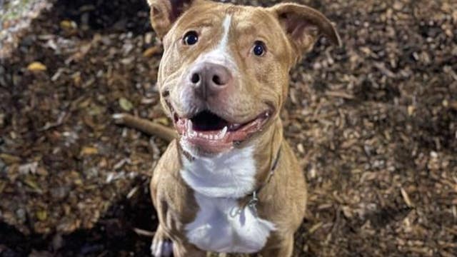 Tacoma humane society having 'name your price' adoption fees for adult dogs