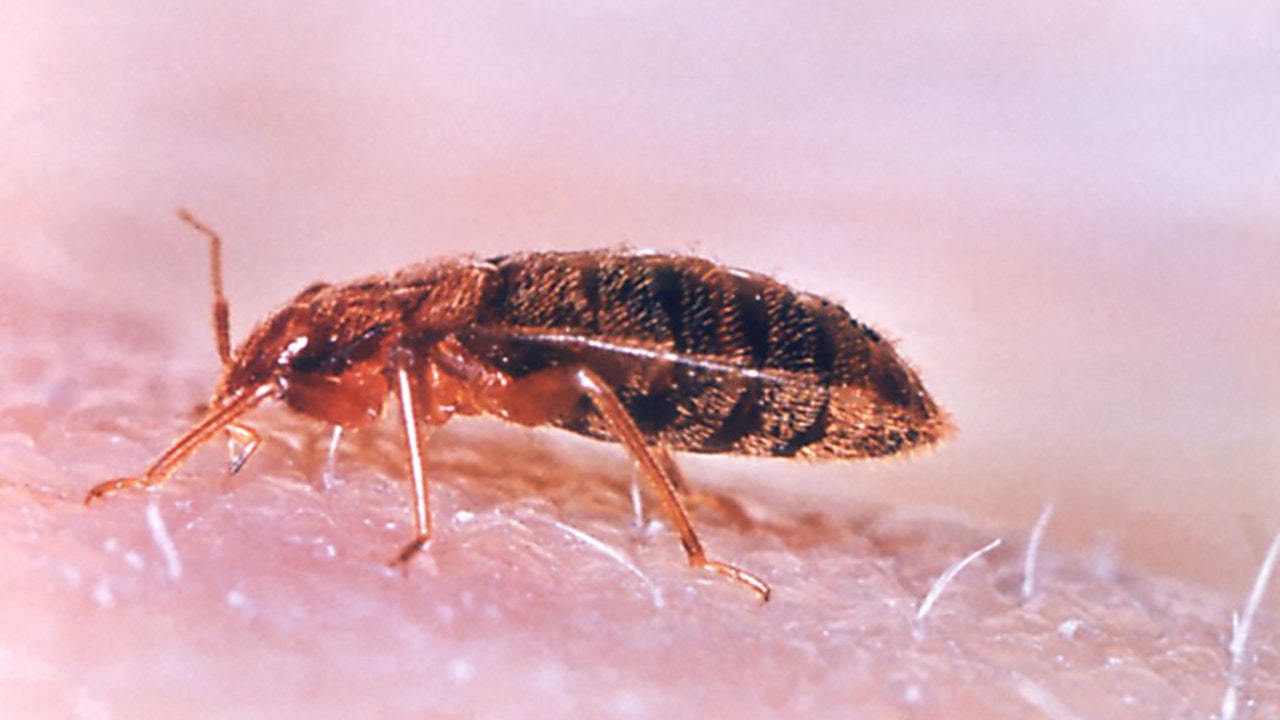 America s most bed bug infested cities may surprise you