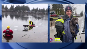 VIDEO: Dog rescued after falling through ice on Lake Tapps, owner sought