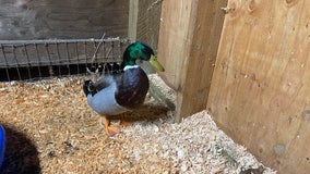 'Danny the duck' up for adoption after rescue from drug house in Mukilteo