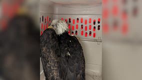 Injured eagle rescued near Tacoma shows signs of recovery
