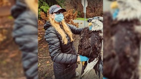 Bald eagle electrocuted in West Seattle, knocking out power in neighborhood