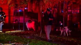 Proposed bill aims to increase safety at pet kennels by requiring fire alarm, sprinklers and inspections