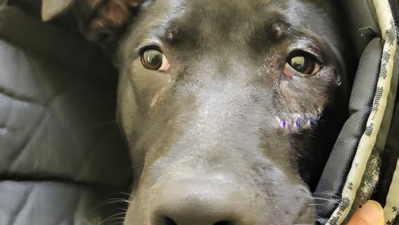 Bill that would toughen animal cruelty sentencing laws reaches House floor