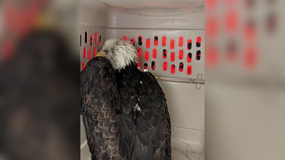 Injured eagle rescued near Tacoma shows signs of recovery