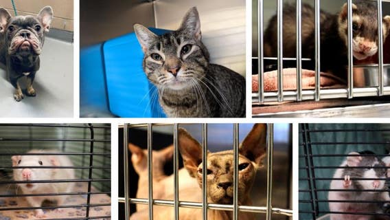 35 pets, including puppies and sphynx cats, found in 'overcrowded' dwelling in Tacoma