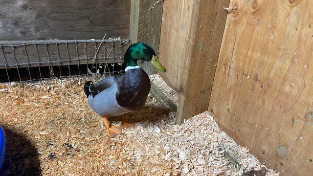 'Danny the duck' up for adoption after rescue from drug house in Mukilteo