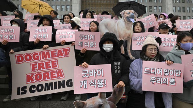 South Korea parliament approves landmark ban on production and sales of dog meat