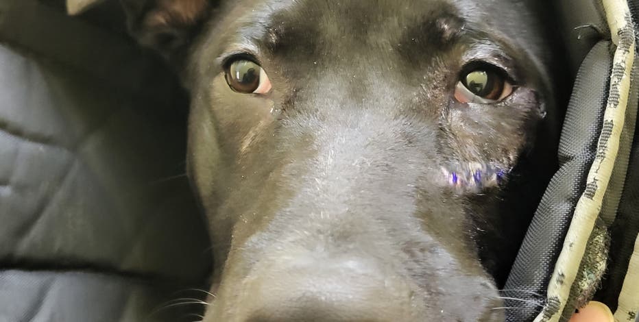 Bill that would toughen animal cruelty sentencing laws reaches House floor