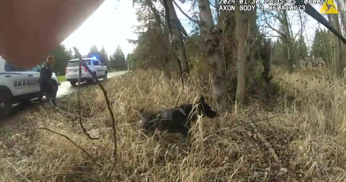 K9 tracks down burglary suspect hiding in mud | FOX 13 Seattle