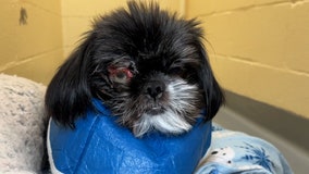 Donations needed for dog abandoned at gas station near JBLM, suffering ruptured eye