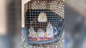 Injured eagle found entangled in electrical lines in Tacoma released back into wild