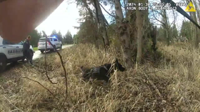 VIDEO: K9 tracks down burglary suspect hiding in mud to evade capture