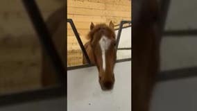 Headbanging horse rocks out to heavy metal music