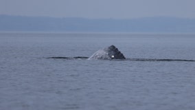 Salish Sea welcomes first Gray Whale of the season as 'Little Patch' returns