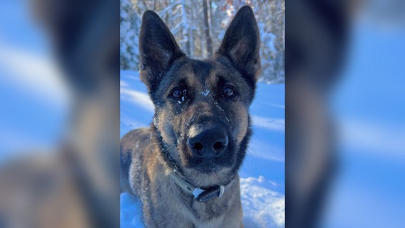 Massachusetts police K9 tracks scent for over 2 miles to find missing 12-year-old in freezing cold