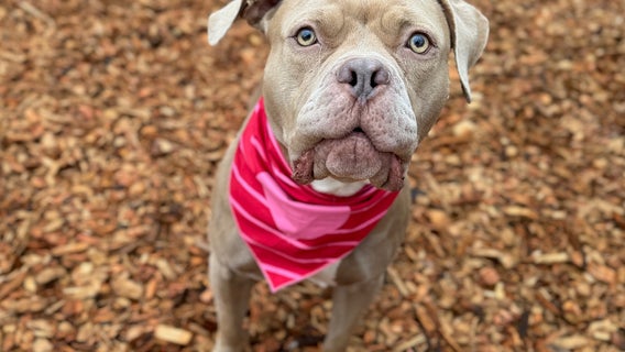 Tacoma humane society offering $14 adoptions for Valentine's Day