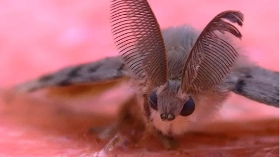 WA Department of Agriculture proposes eradication of invasive moth species