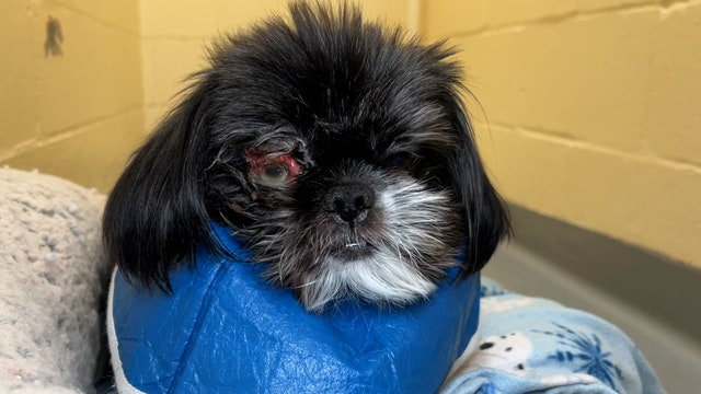 Donations needed for dog abandoned at gas station near JBLM, suffering ruptured eye