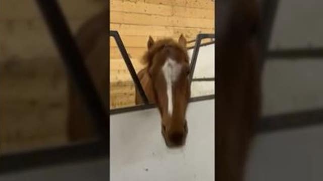 Headbanging horse rocks out to heavy metal music
