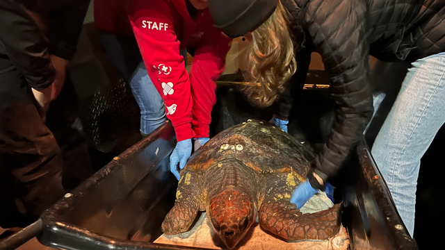 Sea turtle rescued near Vancouver Island after crabbers spotted her struggling in the cold water