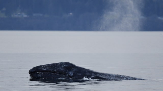 Gray whales return to Salish Sea as population struggles