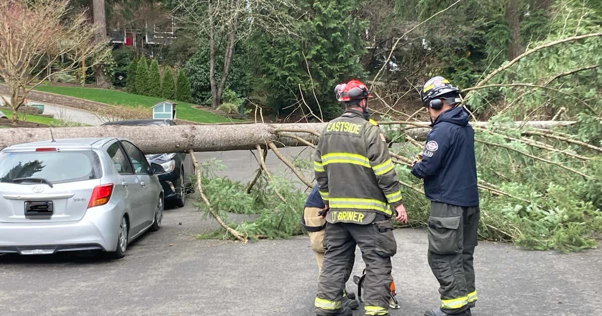 Falling trees claim 2 lives in a month, less than 5 miles apart | FOX ...
