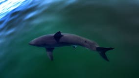 White shark breaks records with historic journey from South Carolina to Mexico