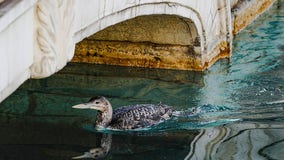 Las Vegas’ Bellagio helps rescue yellow-billed loon from its fountain