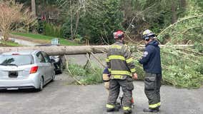 Falling trees claim 2 lives in a month, less than 5 miles apart