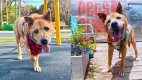 After 700 days in shelter, senior dog adopted by senior citizen: ‘Perfect match'