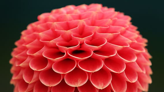 When to plant dahlias in Seattle?