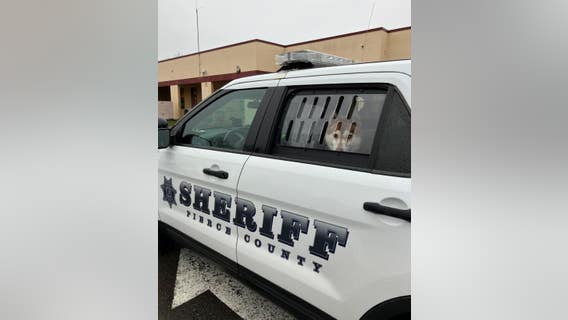 Mischievous dogs caught at several Pierce County schools, returned home