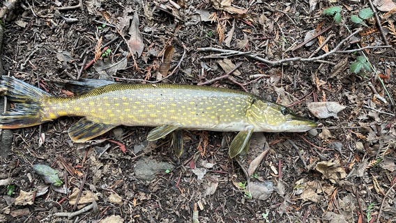 Invasive fish species discovered on San Juan Island