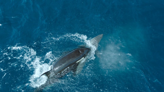 Orca kills great white shark: Video captures rarely seen event