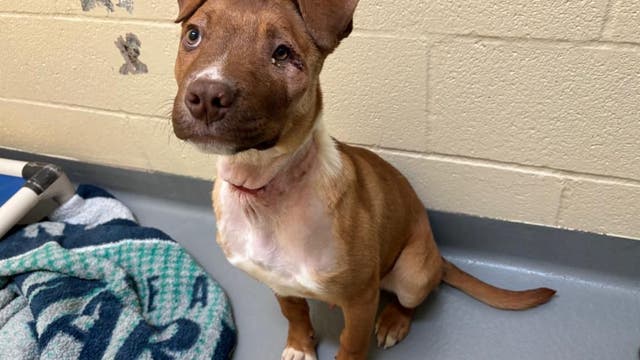 Dog shot in the face, 8 newborn abandoned puppies brought into HSTPC