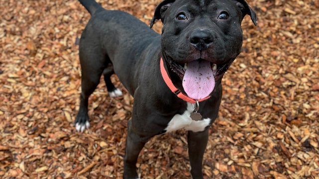 Tacoma humane society waiving adoption fees for dogs